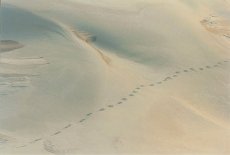 footprints2