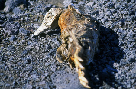 dead adelie