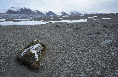 dead seal 2