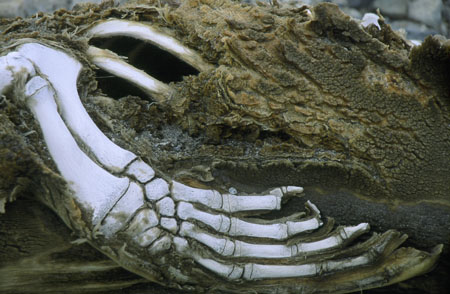 dead seal 4