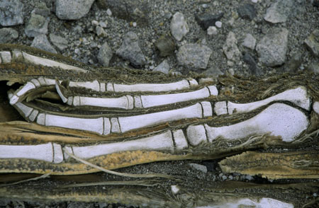 dead seal 7
