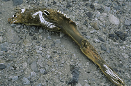 deadseal5