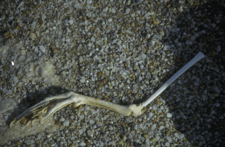 skua leg