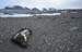 dead seal 2