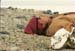 dead seal with jamie