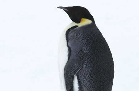 emperor 3