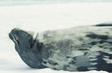 seals 3