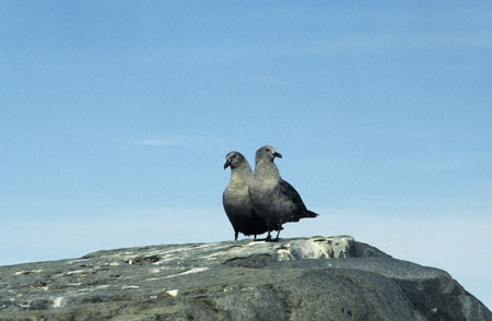 skuas4