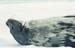 seals 3